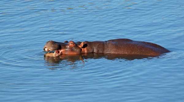 Nijlpaard in water — Stockfoto