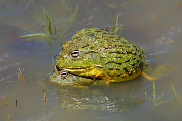 Mating African giant bullfrogs — Stock Photo, Image