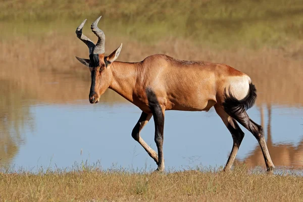 Rode hartebeest antelope — Stockfoto