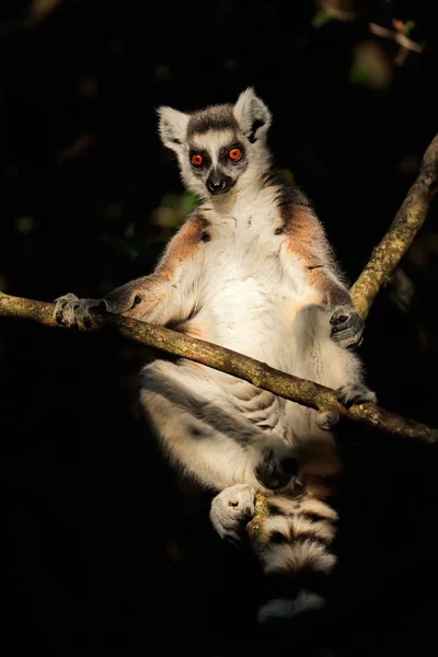 Lemur ekor cincin di pohon — Stok Foto