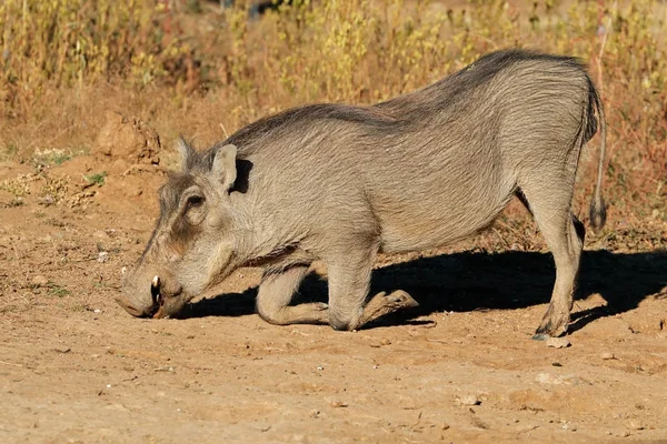 자연 서식 지에서 먹이 멧돼지 — 스톡 사진