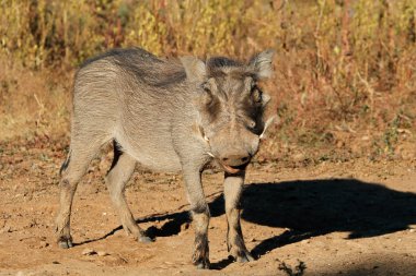 doğal yaşam alanı içinde Warthog