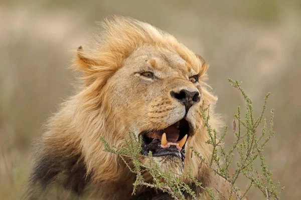 Retrato leão africano — Fotografia de Stock