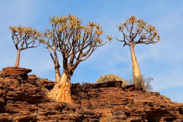 Quiver tree landschap — Stockfoto