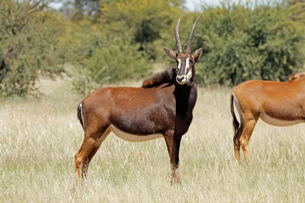 A természetes élőhelye Sable antilop — Stock Fotó