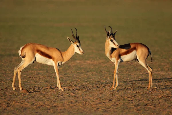 Antylopy Springbok w naturalnym środowisku — Zdjęcie stockowe