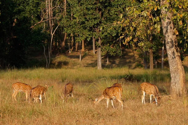 Orlik jelenia w naturalnym środowisku — Zdjęcie stockowe