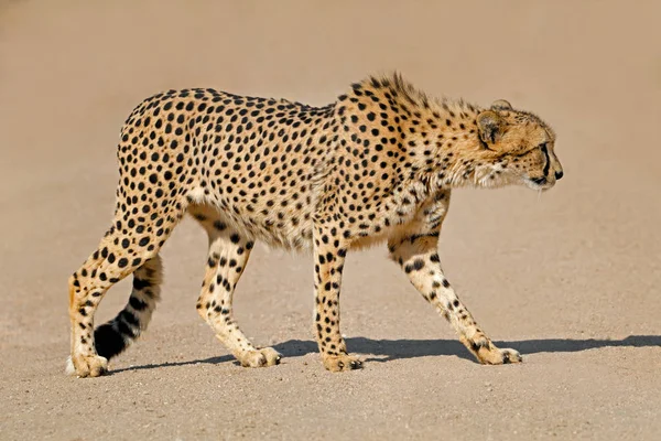 Plížení gepard - Jižní Afrika — Stock fotografie