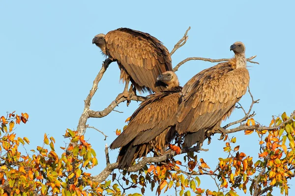 Des vautours à dos blanc dans un arbre — Photo