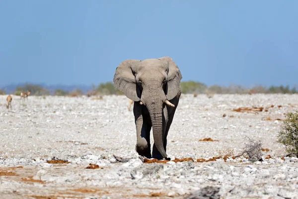 Αφρικανικού ελέφαντα — Φωτογραφία Αρχείου