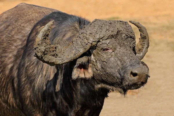 Retrato de búfalo africano — Fotografia de Stock