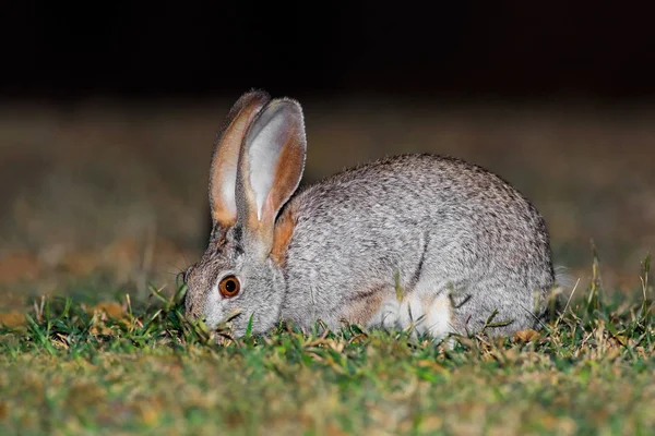 Scrub Haas in natuurlijke habitat — Stockfoto