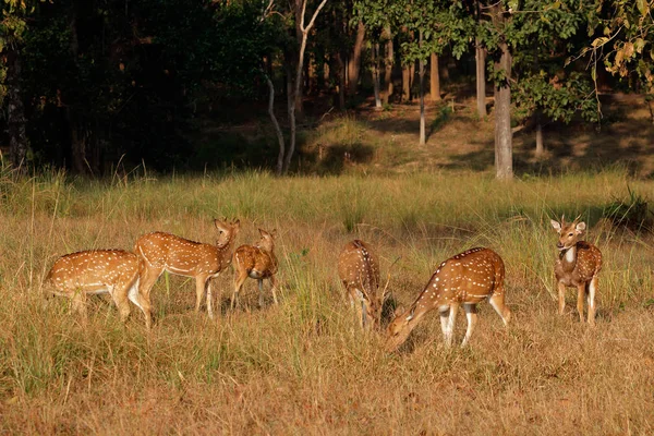 Orlik jelenia w naturalnym środowisku — Zdjęcie stockowe