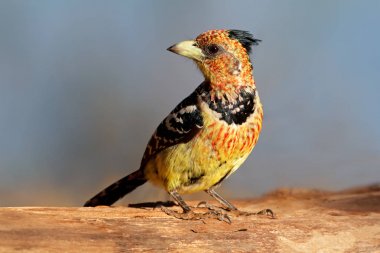 Crested barbet on tree branch clipart