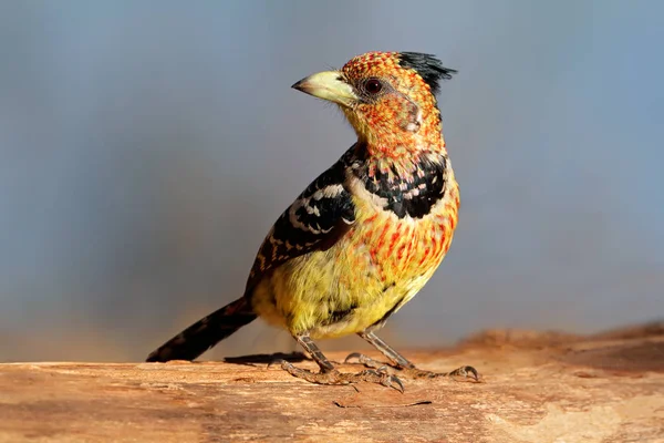 Crested barbet on tree branch — Stock Photo, Image