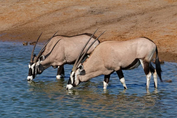 Gemsbok antelopes drinking water — Stock Photo, Image