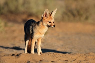 Cape fox doğal ortamlarında