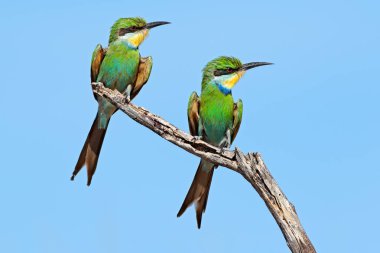 Swallow-Tailed bee-eaters