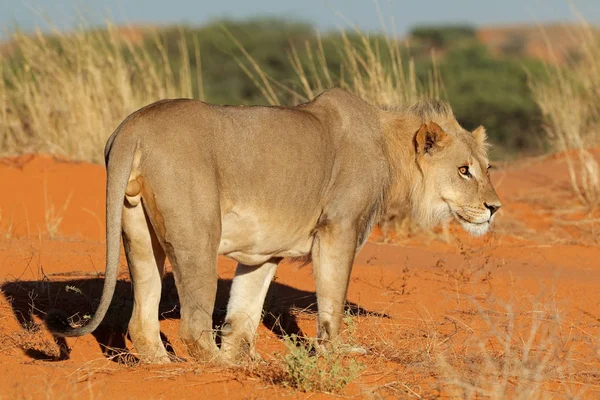 African lion - Kalahari desert — Stock Photo, Image