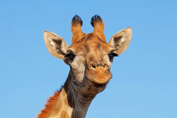 Retrato de jirafa contra un cielo azul —  Fotos de Stock