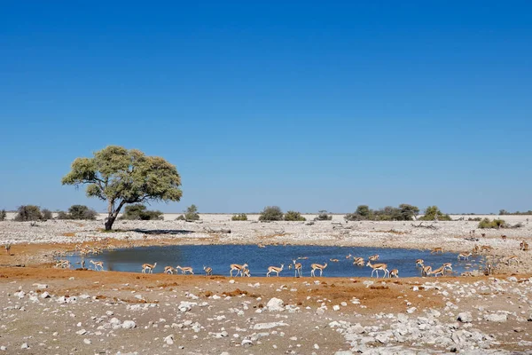 Springbok antilopen op waterhole — Stockfoto