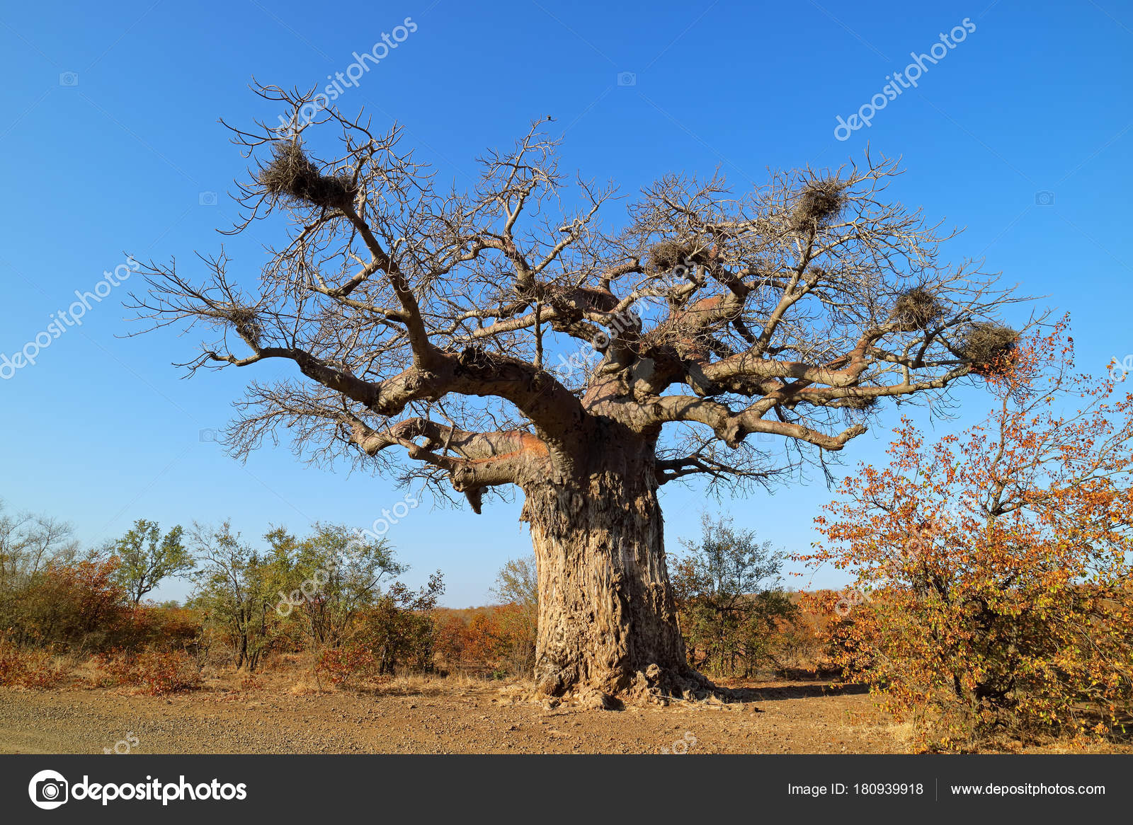 Baobab tree Kruger National Park Stock Photo by ©EcoPic 180939918