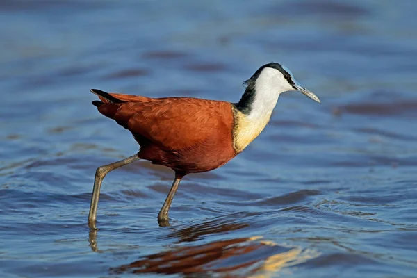 African jacana in shallow water — Stock Photo, Image