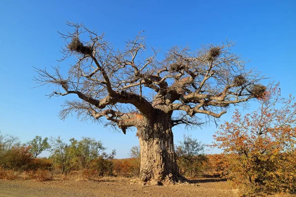 Baobab tree - Parco nazionale di Kruger — Foto Stock