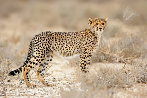 Cheetah in natural habitat — Stock Photo, Image