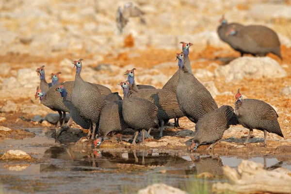 Helmeted guineafowls drinking water — Stock Photo, Image