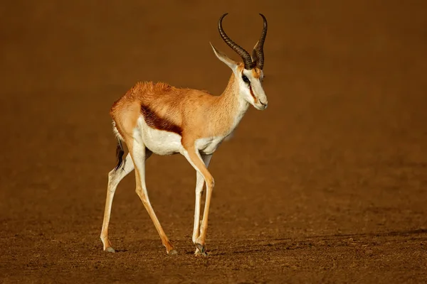Springbok antilope na de regen — Stockfoto