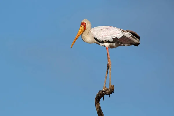 Cigogne à bec jaune sur une branche — Photo