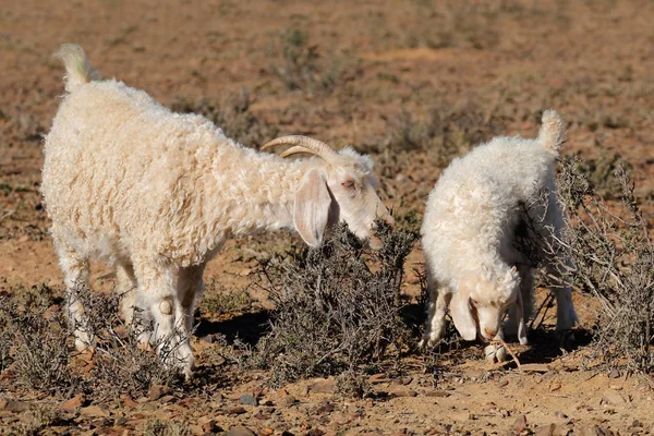 Cabras angorá numa exploração rural — Fotografia de Stock