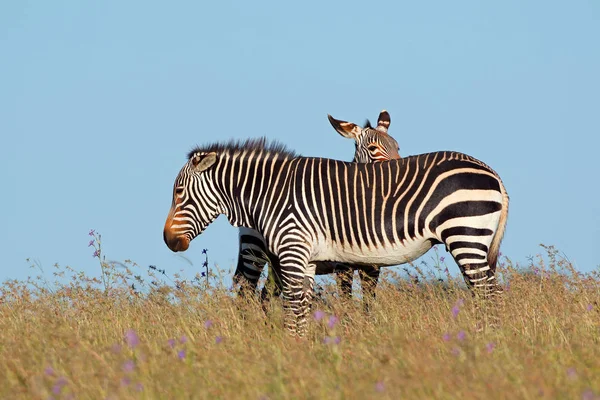 Cape dağ zebras otlak — Stok fotoğraf