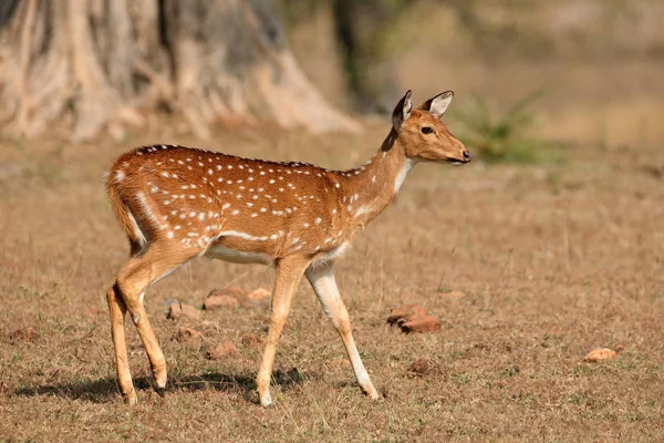 Venado manchado hembra — Foto de Stock