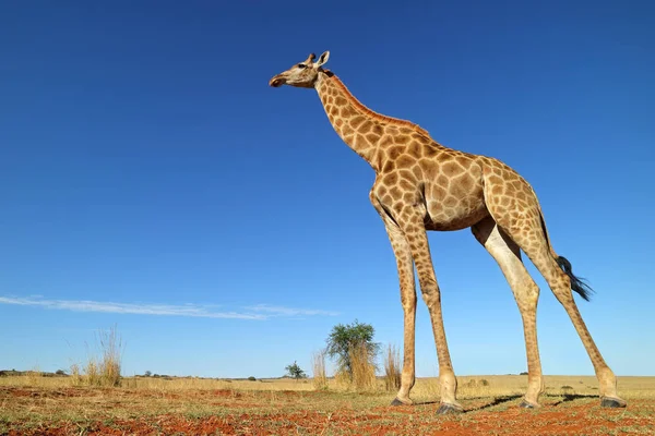 Vista ad angolo basso di una giraffa — Foto Stock