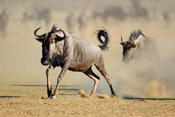 Correr ñus azul — Foto de Stock