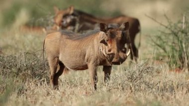 Bir uyarı yaban domuzu (Phacochoerus africanus) doğal ortamlarında, Güney Afrika