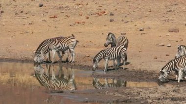 Zebra sürüsü (Equus burchelli) içme suyu, Pilanesberg Ulusal Parkı, Güney Afrika