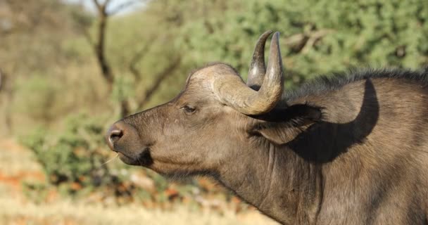 Retrato Búfalo Africano Del Cabo Syncerus Caffer Parque Nacional Mokala — Vídeo de stock