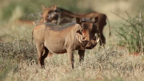 Een Alert Wrattenzwijn Phacochoerus Africanus Natuurlijke Habitat Zuid Afrika — Stockvideo