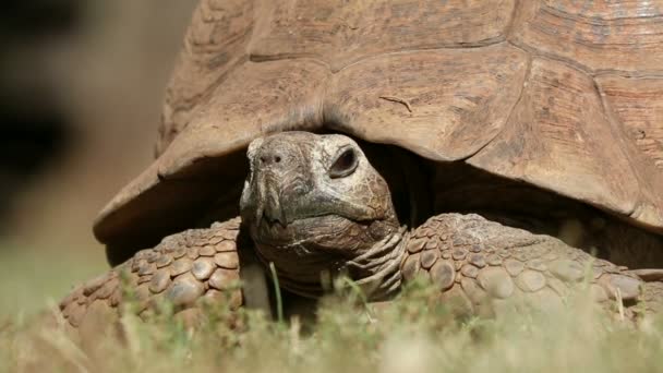 Κοντινό Πλάνο Λεοπάρδαλης Χελώνας Stigmochelys Pardalis Που Κρυφοκοιτάζει Από Καβούκι — Αρχείο Βίντεο