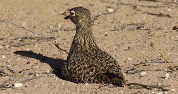 Плямистий Dikkop Burhinus Capensis Сидячи Своє Гніздо Землі Південно Африканська — стокове відео