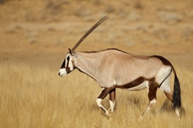 Gemsbok antilop otlak olarak