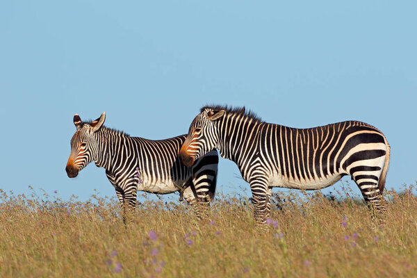 Cape mountain zebras (Equus zebra) in grassland, Mountain Zebra National Park, South Africa