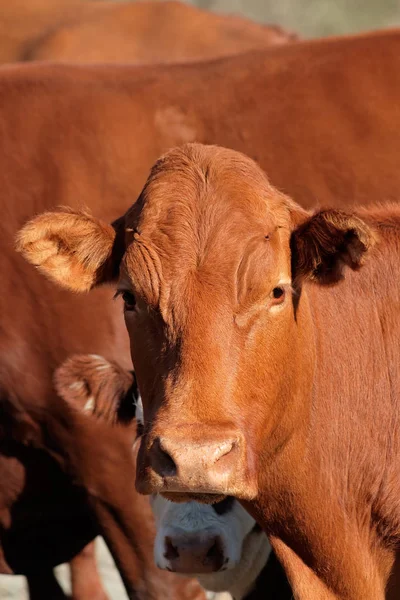 Egy tehén portréja — Stock Fotó