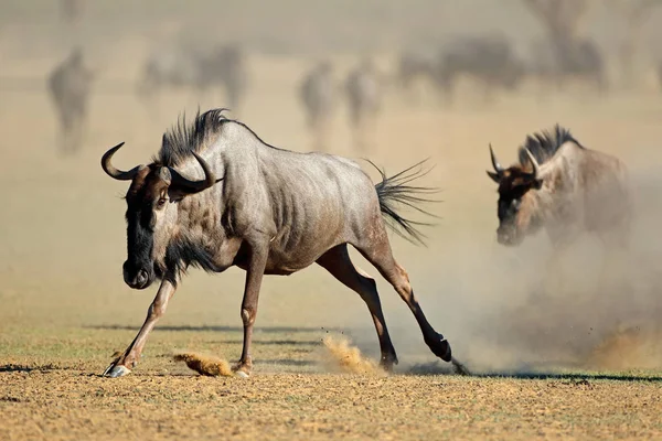 Running blue wildebeest — Stock Photo, Image