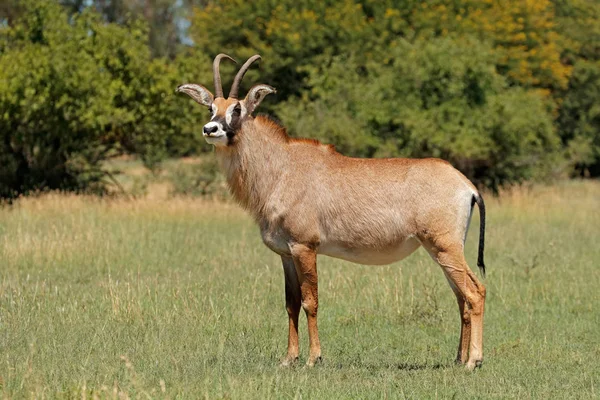 Roan antelope w użytki zielone — Zdjęcie stockowe