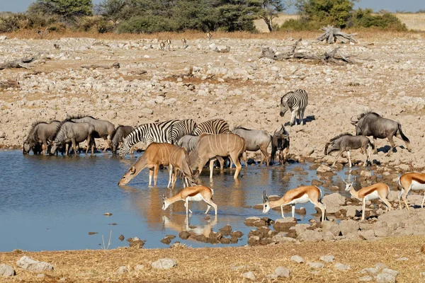 Vida silvestre en un pozo de agua de Etosha — Foto de Stock