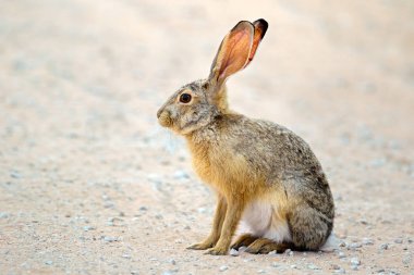 Alert scrub hare clipart